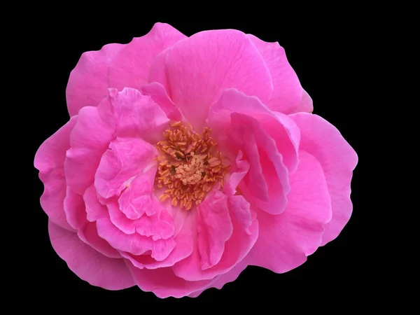 pink rose flower on black background