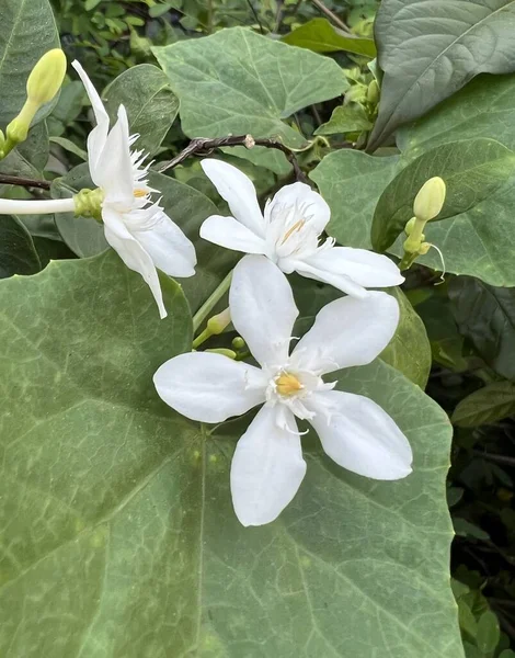 White Jasmine Flower Nature Garden — Stock Photo, Image