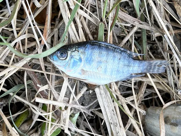 Закрыть Мелкую Нильскую Рыбу Сухой Траве — стоковое фото