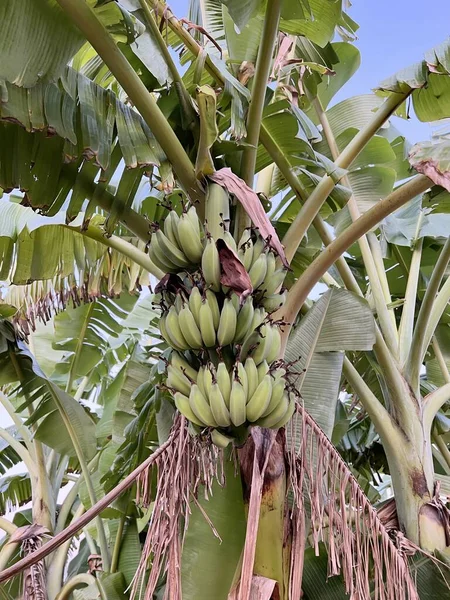 Fechar Árvore Banana Verde Jardim Frutas — Fotografia de Stock