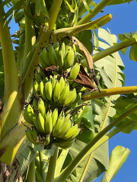 Închideți Copacul Banane Verzi Grădina Fructe — Fotografie, imagine de stoc