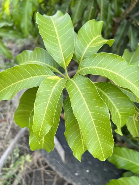 Foglia Mango Nel Giardino Naturale — Foto Stock