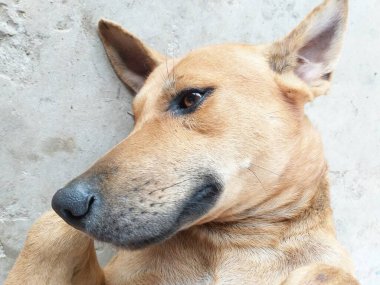 Yerdeki sevimli köpek.