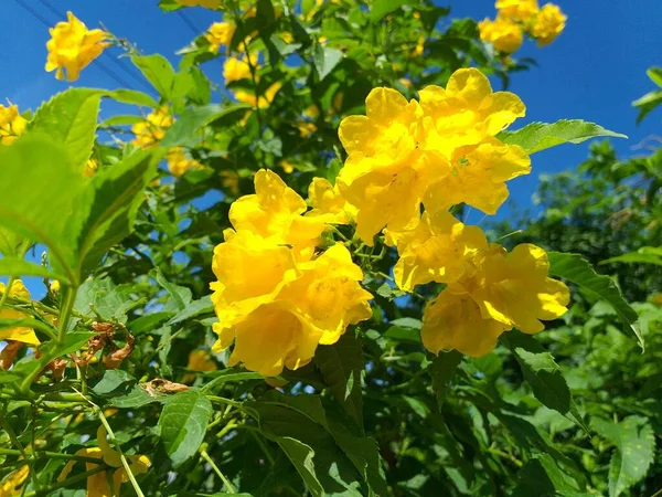 Gelbe Blume Naturgarten — Stockfoto