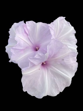 Siyah arka planda sabah çiçeği