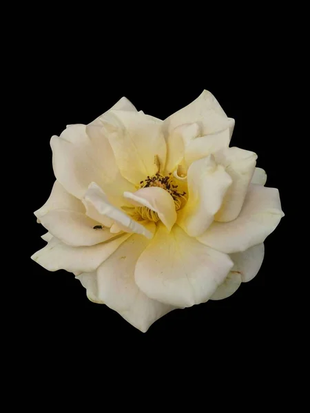 yellow rose flower on black background