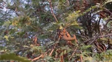 Demirhindi meyvesi doğa bahçesinde