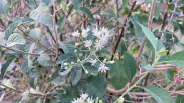 Bitterleaf ağacı çiçeği doğa bahçesinde