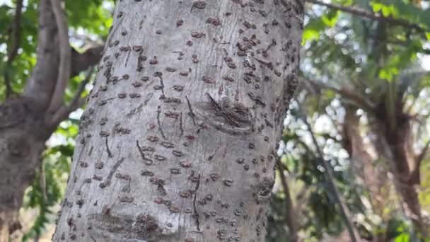 나무껍질 나무껍질 문자를 가까이 찍는다 — 비디오