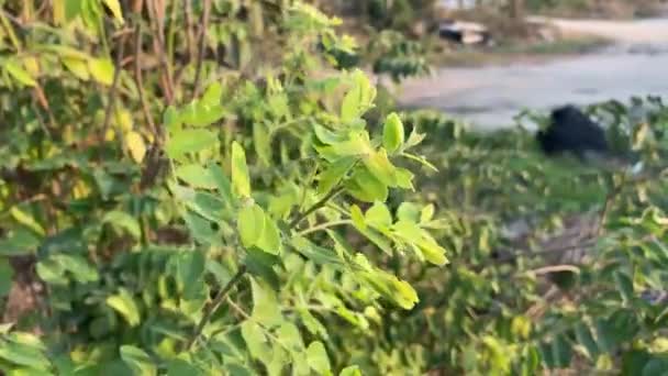 Phyllanthus Reticulatus Дерево Саду Природы — стоковое видео