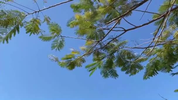 Samenflak Knabbert Baum Garten — Stockvideo