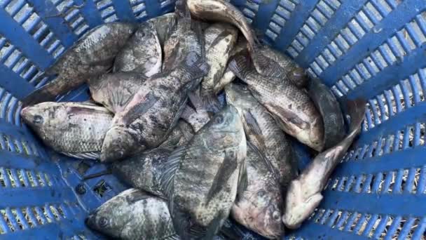 Close Nile Tilapia Fish Basket — Stock Video