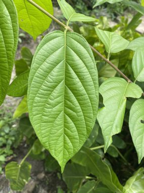 Doğa bahçesinde taze yeşil langoon yaprağı