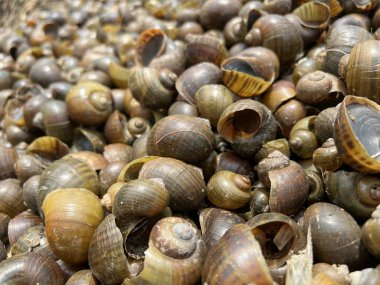 yerdeki grup kabuğu