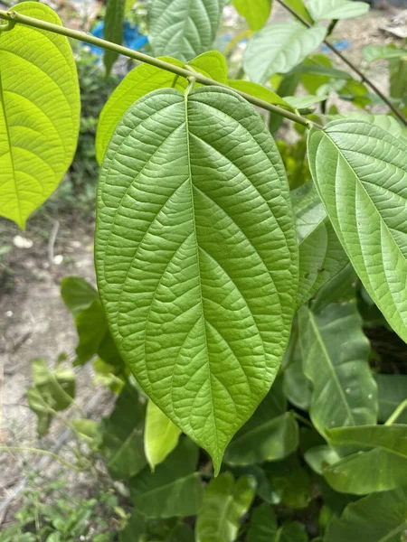 Fresh Green Langoon Leaf Nature Garden — ストック写真