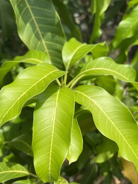 Mangoblatt Naturgarten — Stockfoto