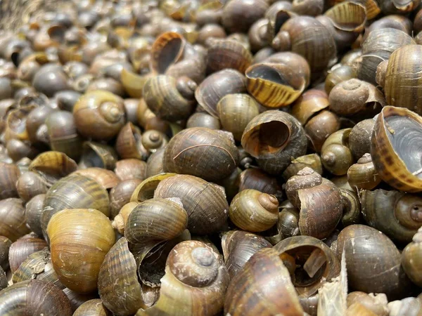 yerdeki grup kabuğu