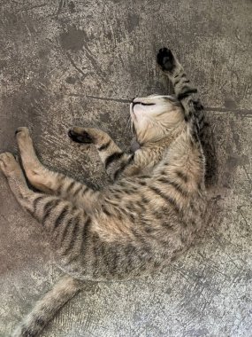 Şirin tekir kedi yerde.