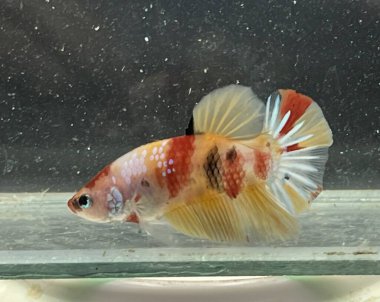 Akvaryumdaki Betta balığını kapat, betta balığı,