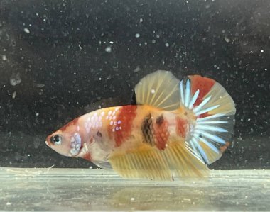 Akvaryumdaki Betta balığını kapat, betta balığı,