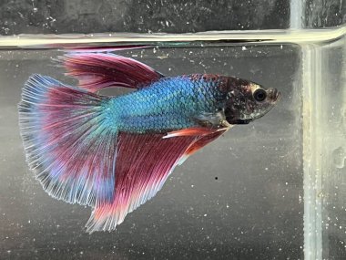 Akvaryumdaki Betta balığını kapat, betta balığı,