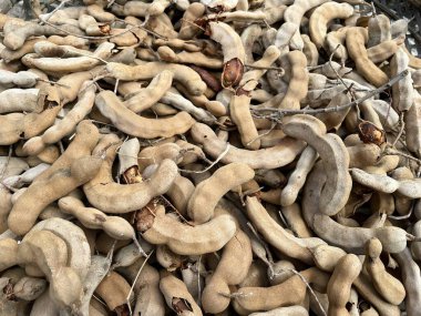 Yerdeki kuru demirhindi kapansın.