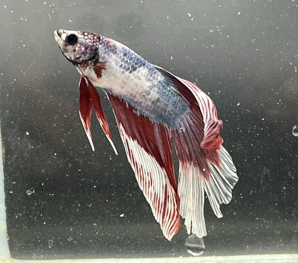 Akvaryumdaki Betta balığını kapat, betta balığı,