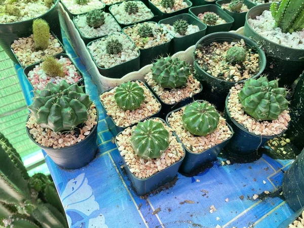 Grüner Kaktus Naturgarten — Stockfoto