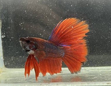 Akvaryumdaki güzel renkli bez balığı..