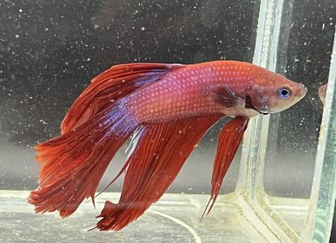 Sudaki kırmızı betta balığı