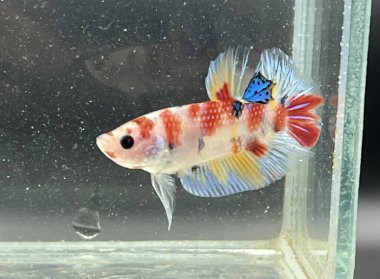 Suda yaşayan betta balığı.