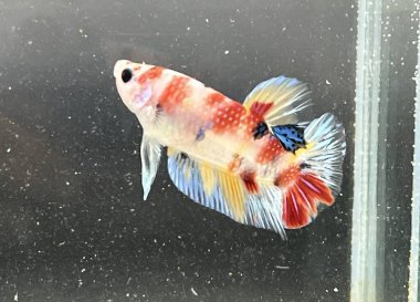 Akvaryumda yüzen betta balığı