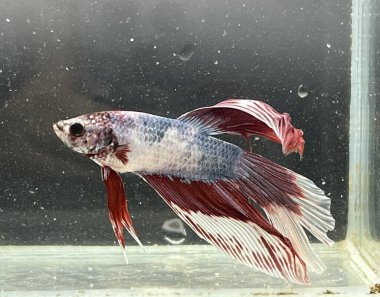 Beyaz arkaplanda renkli beta balığı, yakın plan.