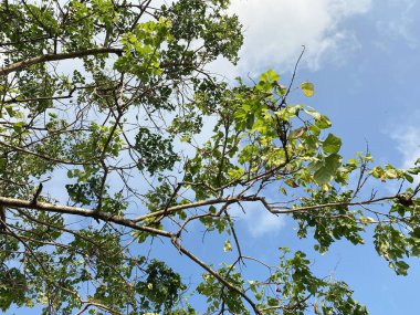 Ağaçtaki yeşil yapraklar