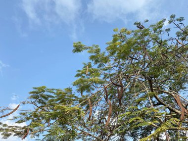 Ormandaki bir ağacın yeşil yaprakları