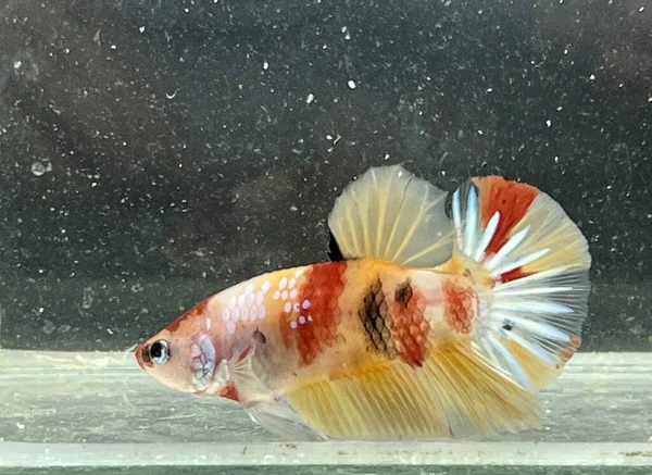 Colorful Betta Fish Beautiful Bright Colors — Stock Photo, Image