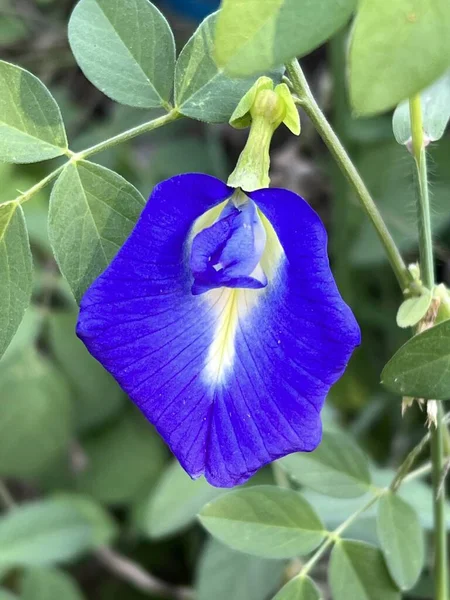 Piękne Botaniczne Ujęcie Naturalna Tapeta — Zdjęcie stockowe