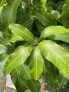 bir ağacın yeşil yaprakları