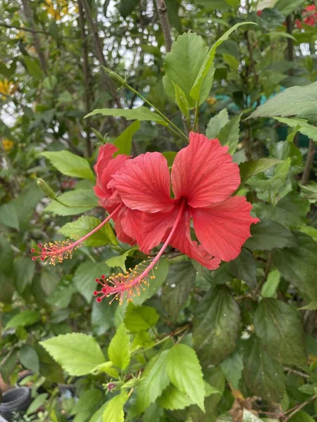 Piękny Czerwony Kwiat Hibiskusa Ogrodzie — Zdjęcie stockowe