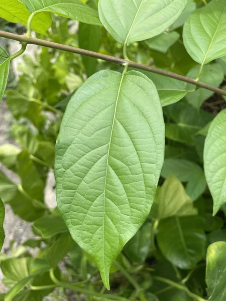 Hojas Verdes Árbol — Foto de Stock