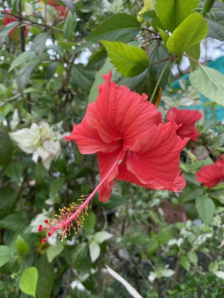 Bahçedeki Güzel Kırmızı Amber Çiçeği — Stok fotoğraf