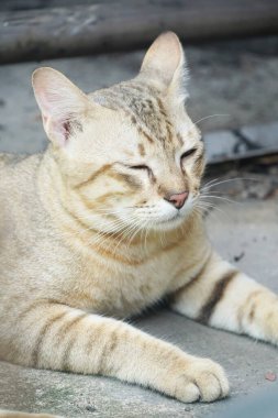 Şirin tekir kediyi kapat.