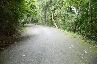 Ormanda güzel bir yol
