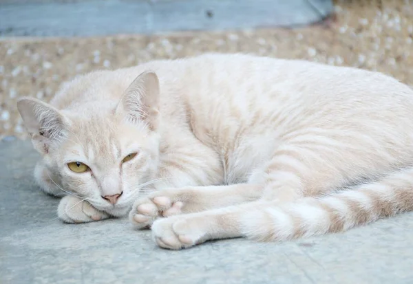 Roztomilý Tabby Kočka Zemi — Stock fotografie