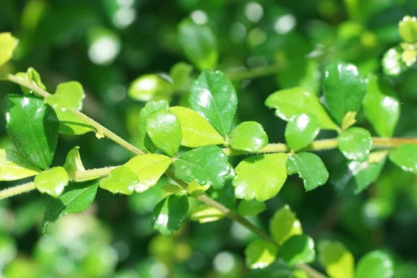 Verde Fresco Carmona Retusa Planta Jardim Natureza — Fotografia de Stock