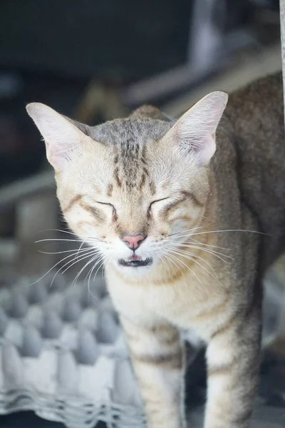 Close Schattig Tabby Kat — Stockfoto