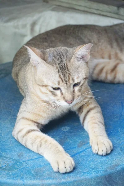 Menutup Kucing Tabby Lucu — Stok Foto