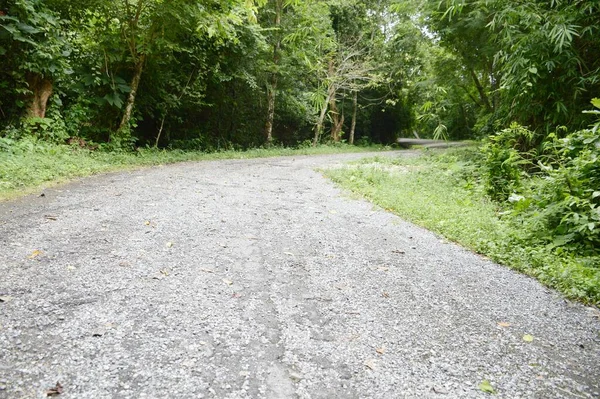 Prachtige Weg Het Bos — Stockfoto