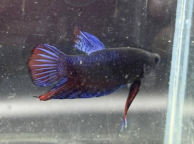 Akvaryumda Beta balığı