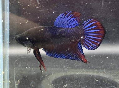 Akvaryumda Beta balığı